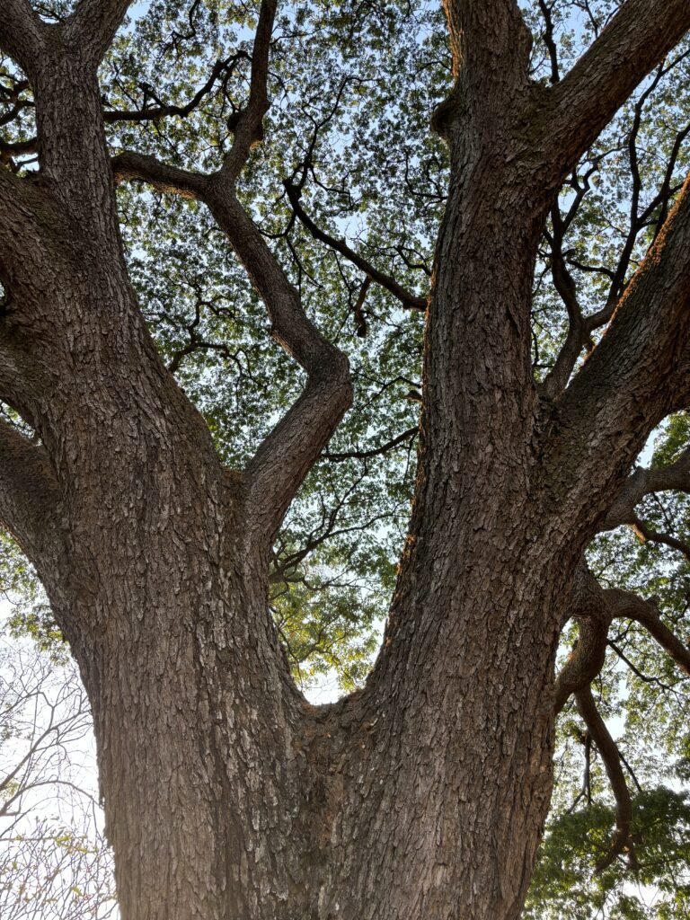 Tall Trees