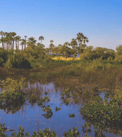 Wetlands