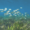 Seagrass