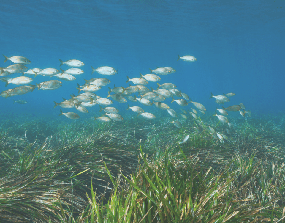 Seagrass