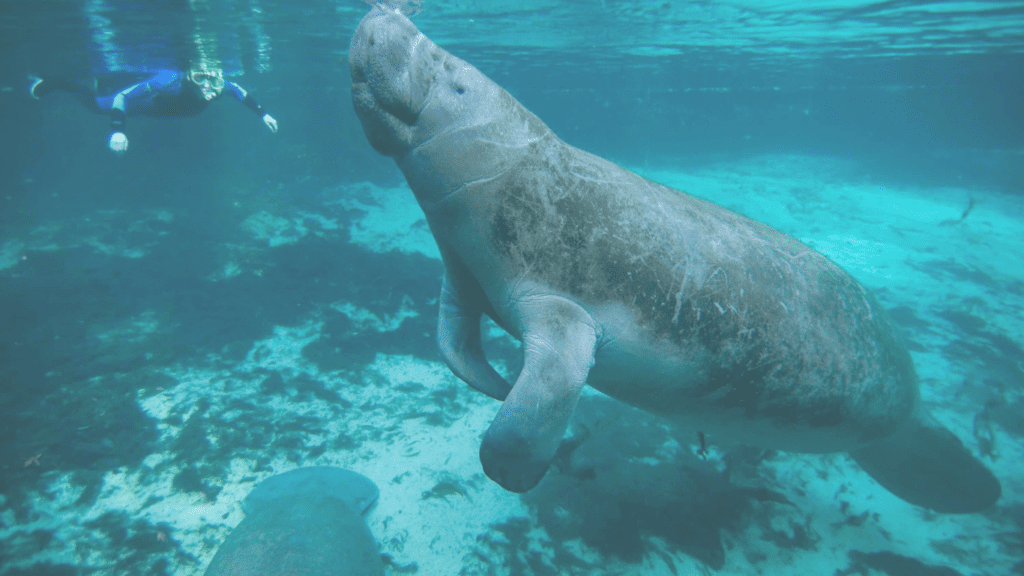 Manatee