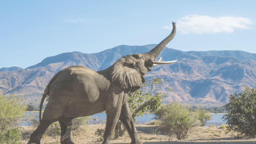 Wildlife - Elephants