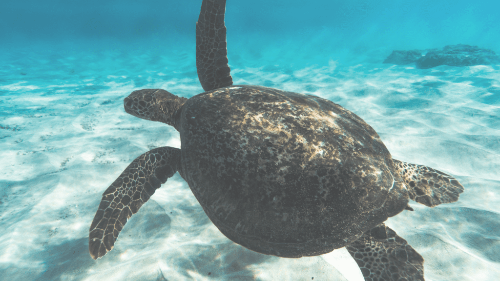 Sea Turtle