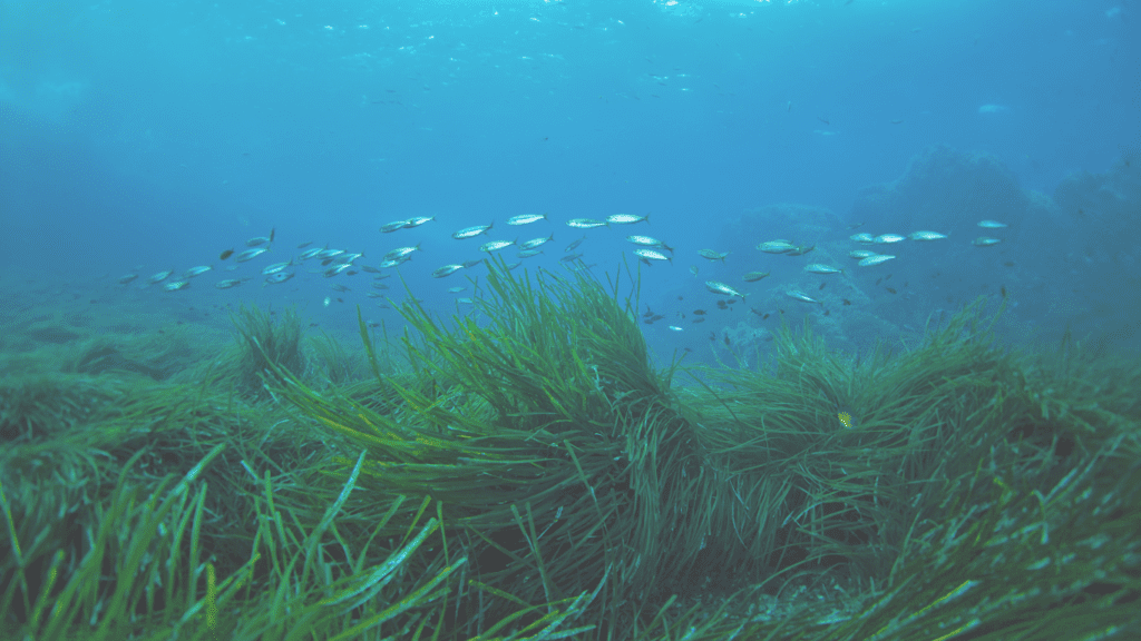 Seagrass Ecosystem