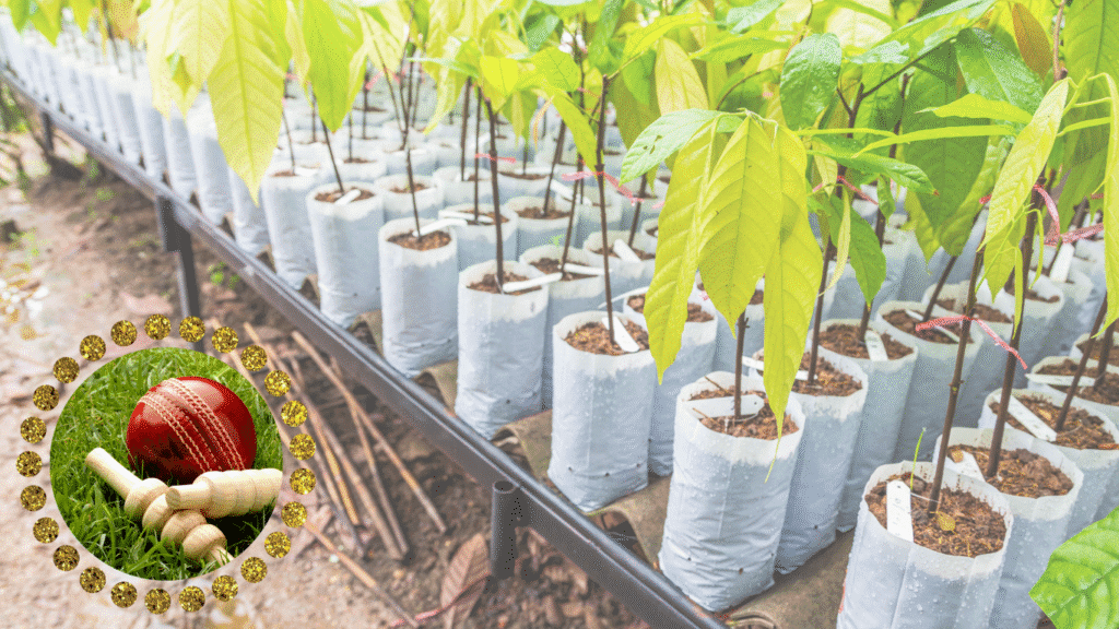 Dot Ball Tree Plantation
