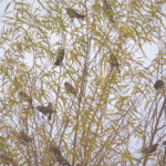 The Great Bird exchange