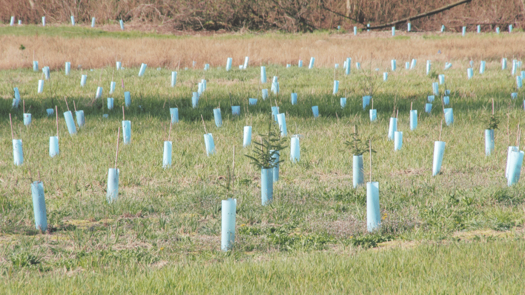 Tree Planting