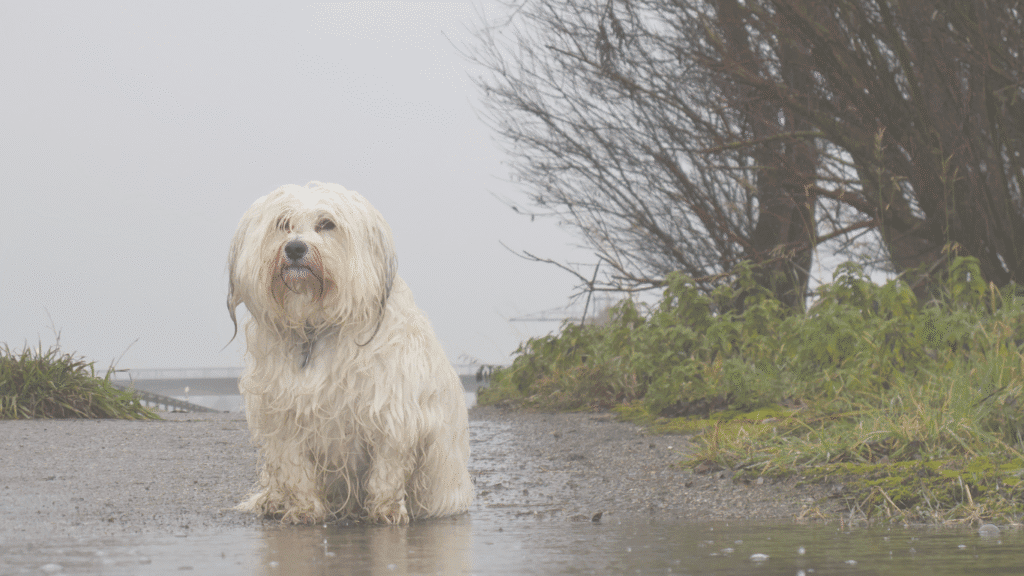 Dog in Rain