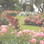 Gardening