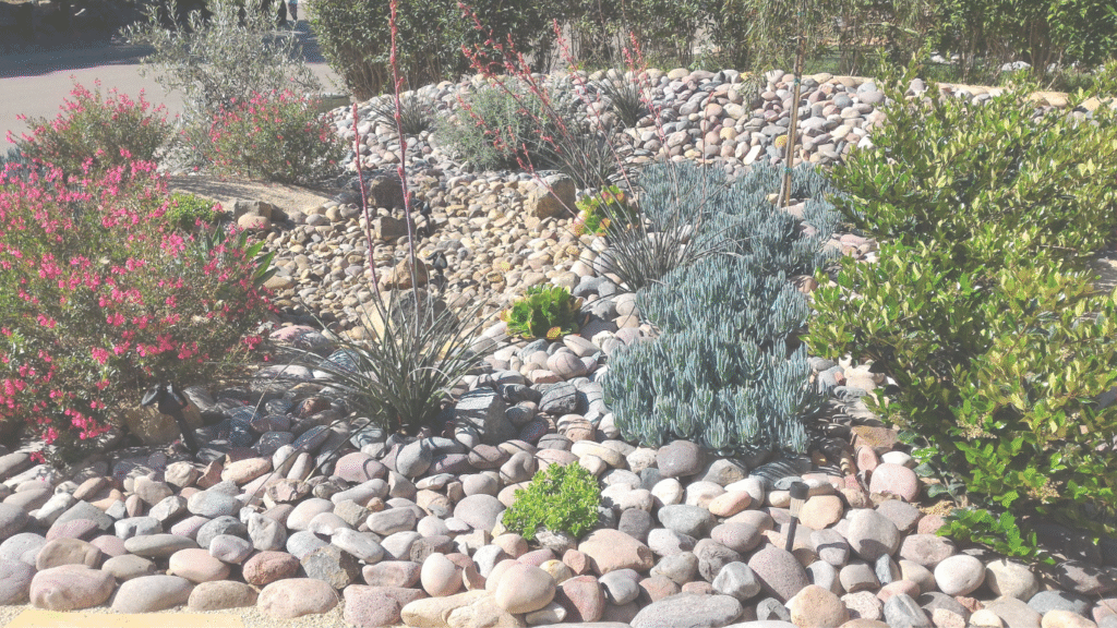 Xeriscaping