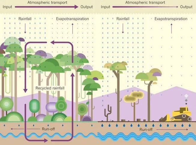 Effects of Deforestation on Rainfall