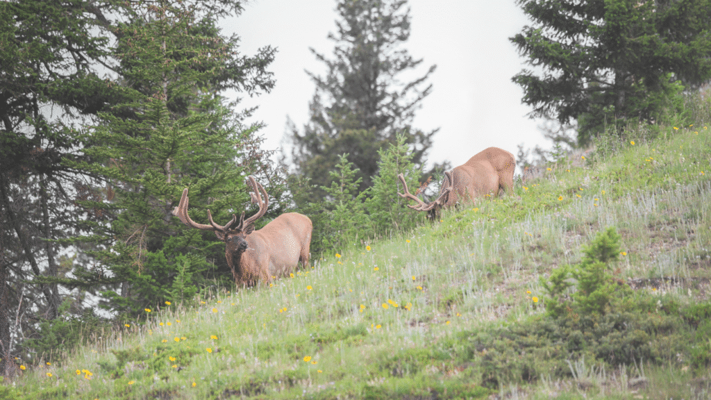 Animal Grazing