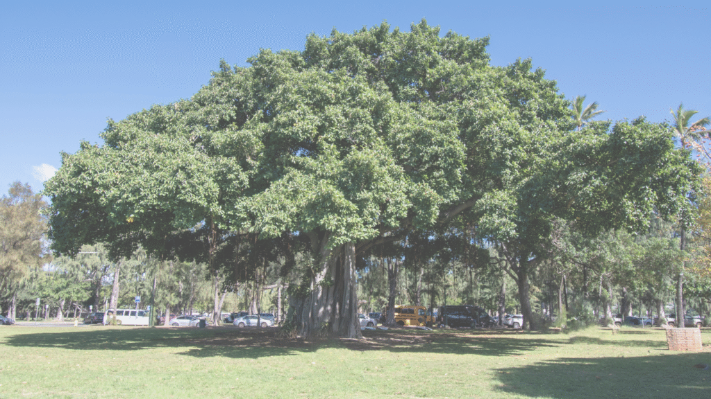 Banyan Tree