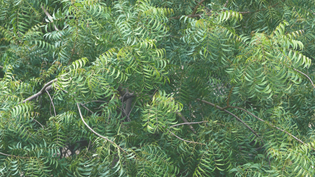 Local Green Tree