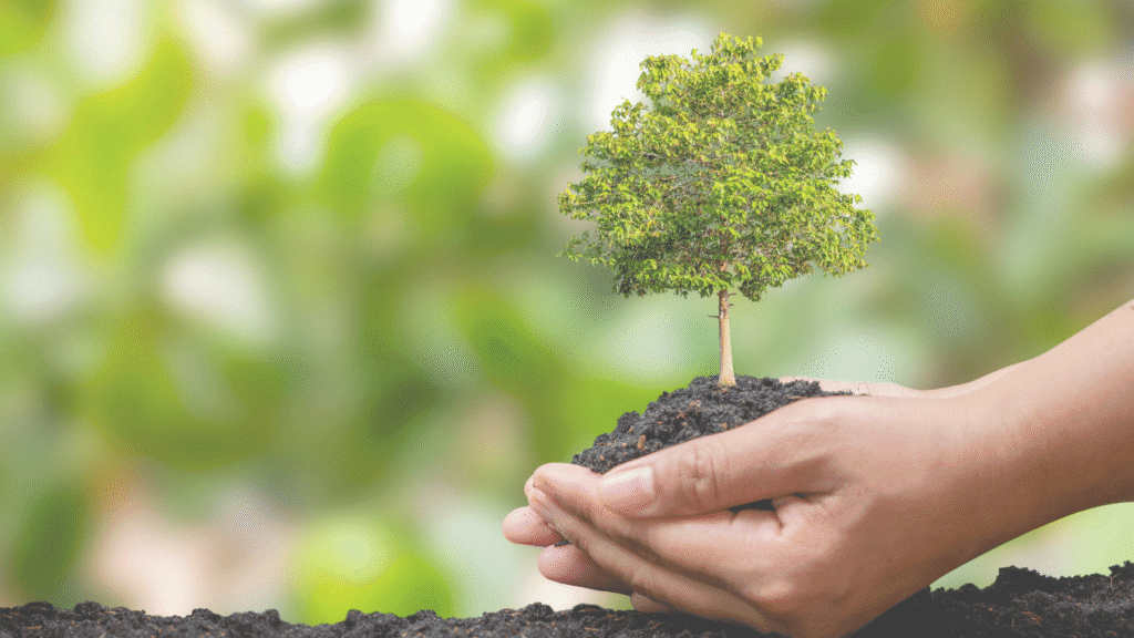 Tree Plantation