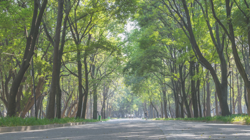 Urban Afforestation