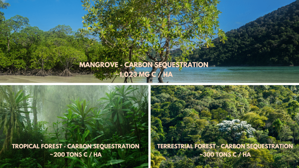 Blue carbon ecosystems