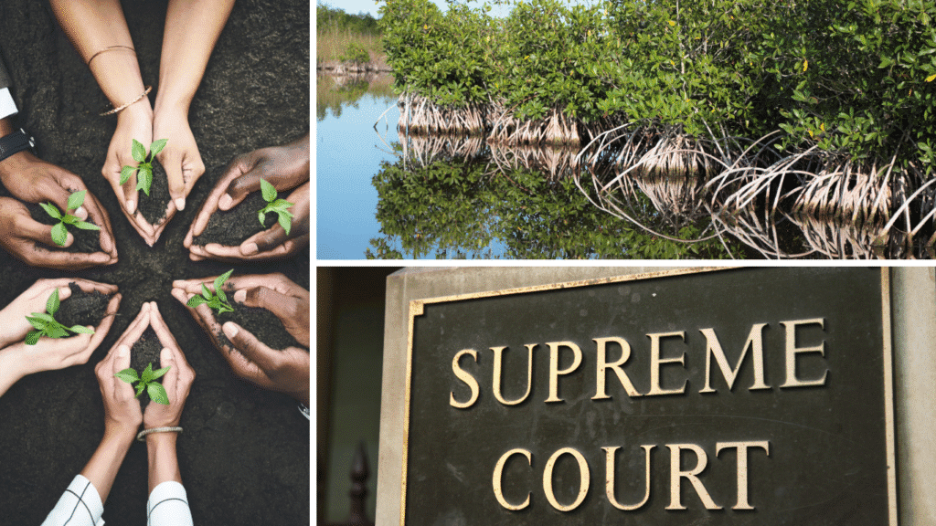 Environmental restoration efforts in India including mangrove conservation and Supreme Court environmental protection
