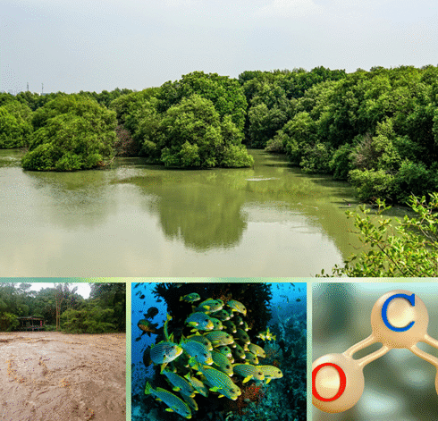 Dense mangrove forests lining a calm creek, with murky floodwaters, marine life, and a carbon molecule graphic below illustrating how mangrove destruction in Mumbai increases flood risk, harms biodiversity, and releases stored carbon.