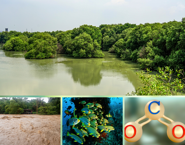 Dense mangrove forests lining a calm creek, with murky floodwaters, marine life, and a carbon molecule graphic below illustrating how mangrove destruction in Mumbai increases flood risk, harms biodiversity, and releases stored carbon.