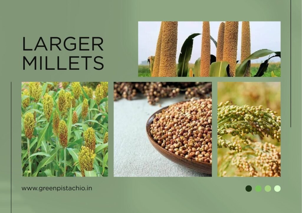 Large millets such as pearl millet and sorghum highlighting nutritious ancient grains and sustainable crops.