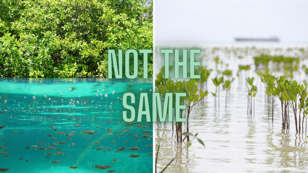Split image comparing a mature mangrove ecosystem with fish-rich waters to newly planted mangrove saplings in shallow water, showing that plantation efforts are not the same as established mangroves in protecting coasts and supporting biodiversity