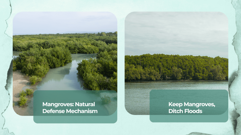 Mangrove Natural Defense Mechanism