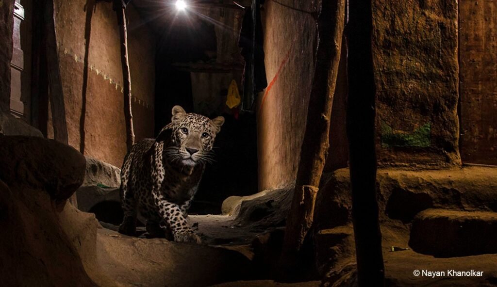 leopard - wildlife encounter