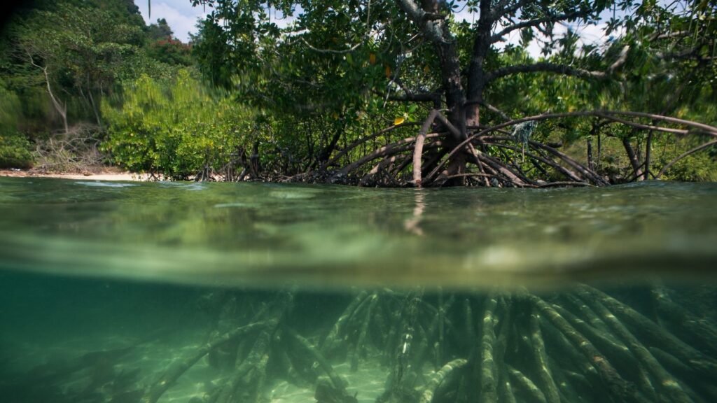 Ocean and Mangroves