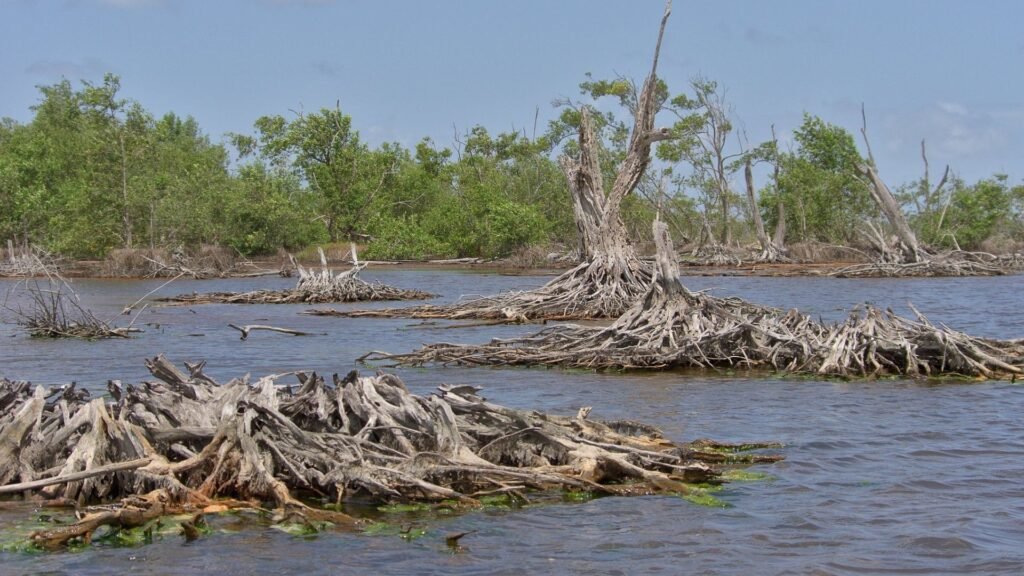Mangrove loss