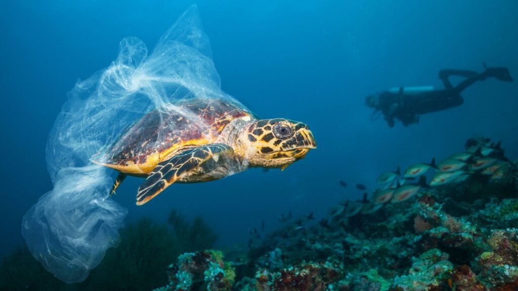 Sea Turtle in plastic