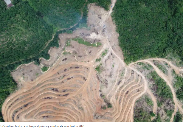 When Rainforest disappears