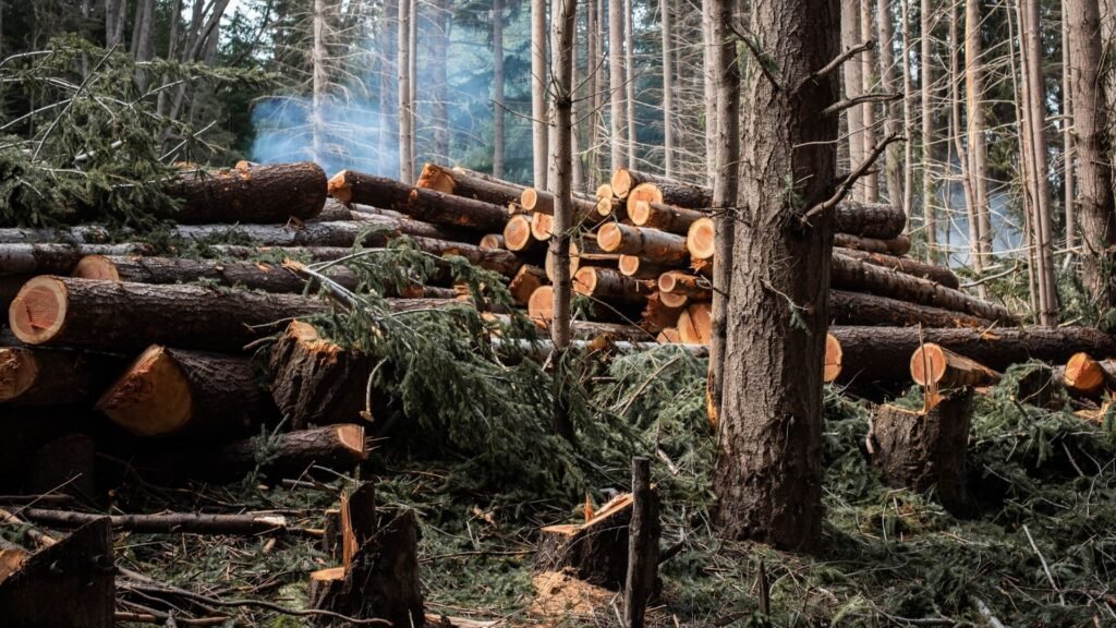 Felling of rainforest